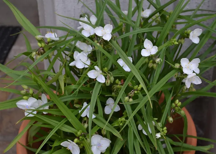 Appartement Secession Style *