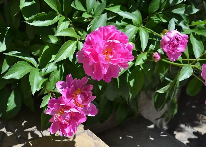 Appartement Secession Style Sofia