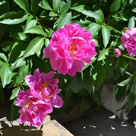 Appartement Secession Style Sofia