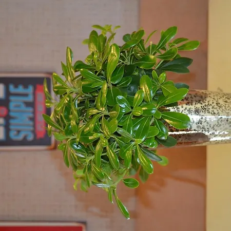 Апартаменты Secession Style София