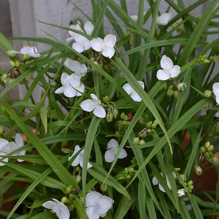 Апартаменты Secession Style *